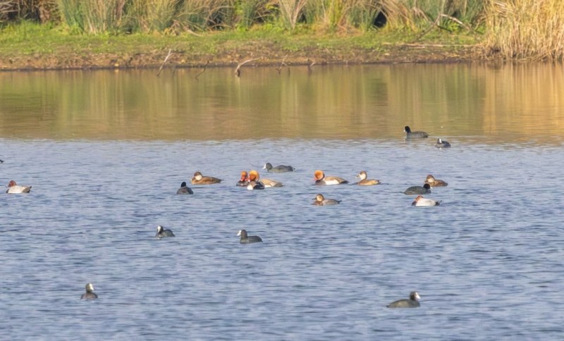 (JMZH) Oiseaux hivernant en vallée de la Vesle (Limé 02)